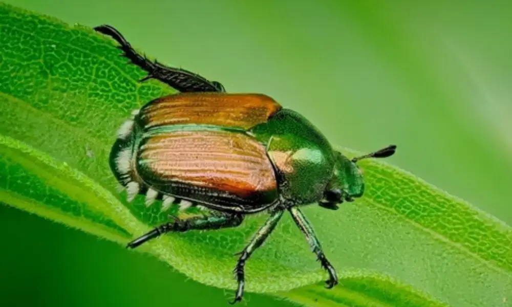 Emergenza Popillia japonica: in Lombardia raggiunto il picco stagionale dell’insetto infestante