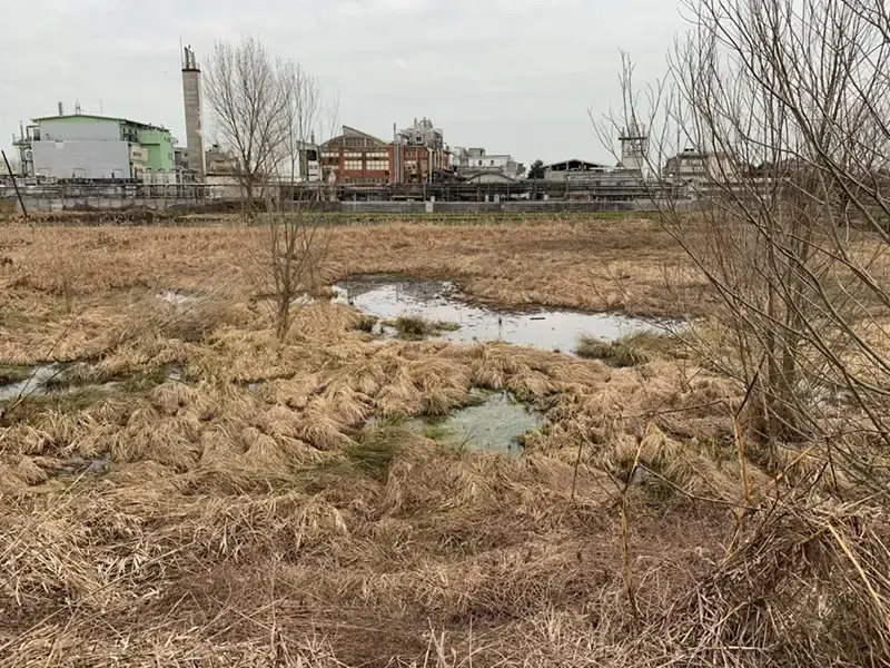 Ex Cascina Tombona a Paullo diventa bosco urbano: dopo 5 anni Forestami riconsegna al Comune 4.400 mq di verde sul Canale Muzza