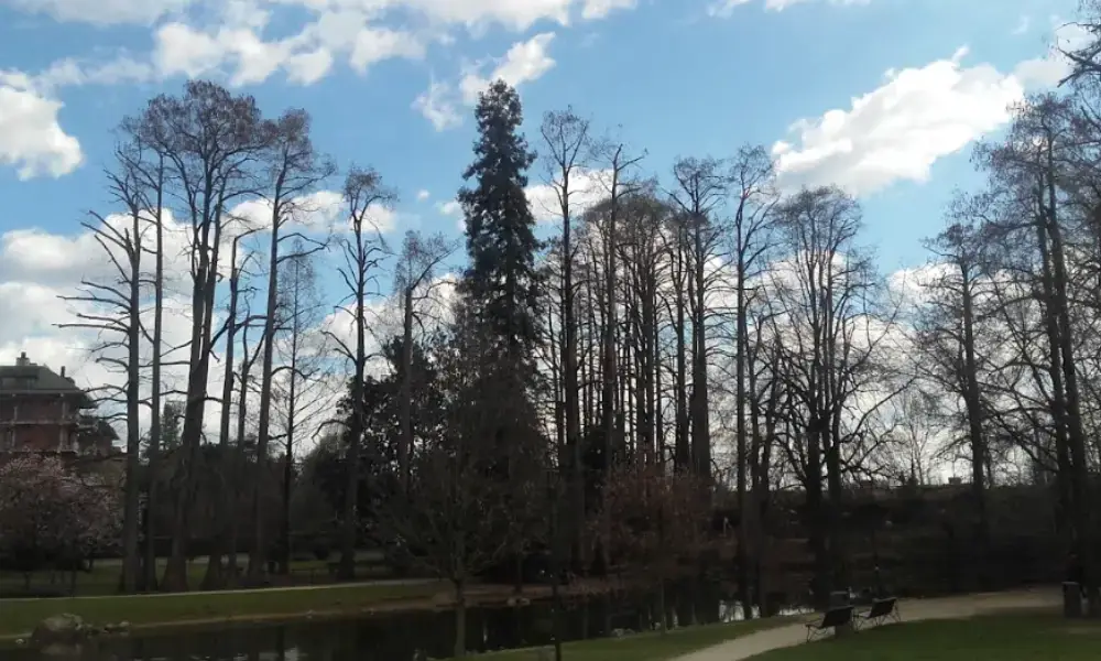 Aggiunti 48 nuovi alberi monumentali in Lombardia: salgono a 472 gli esemplari tutelati