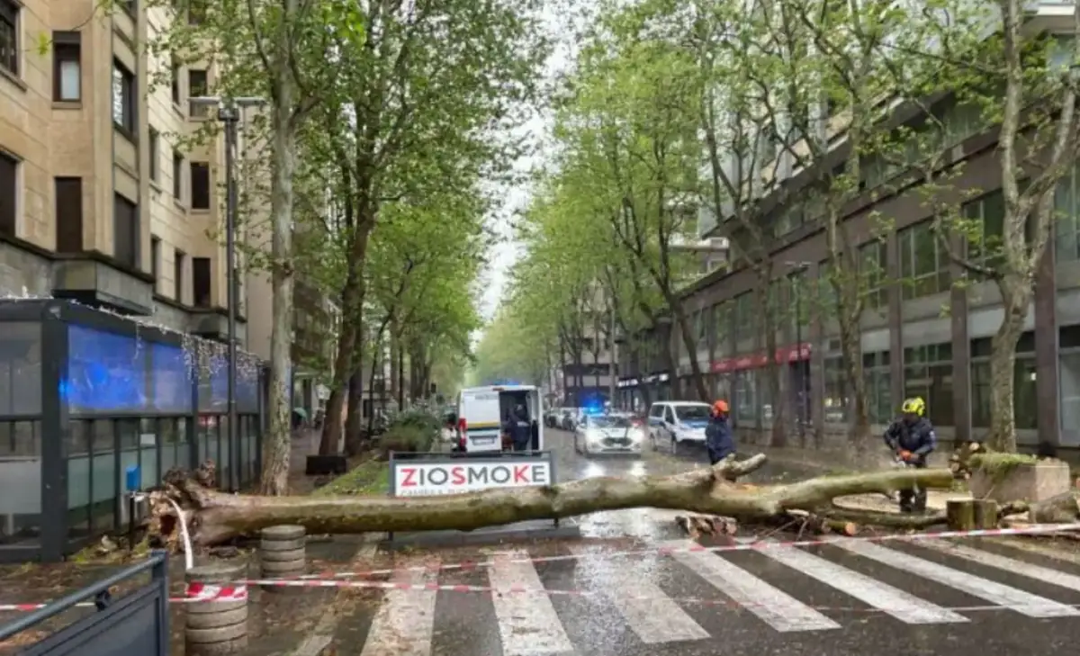 Maltempo e vento forte: crolla un grande albero in pieno centro a Sesto San Giovanni, traffico in tilt