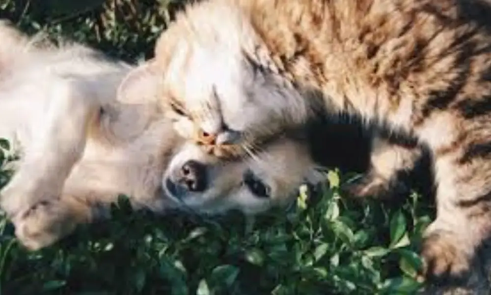 animali domestici
