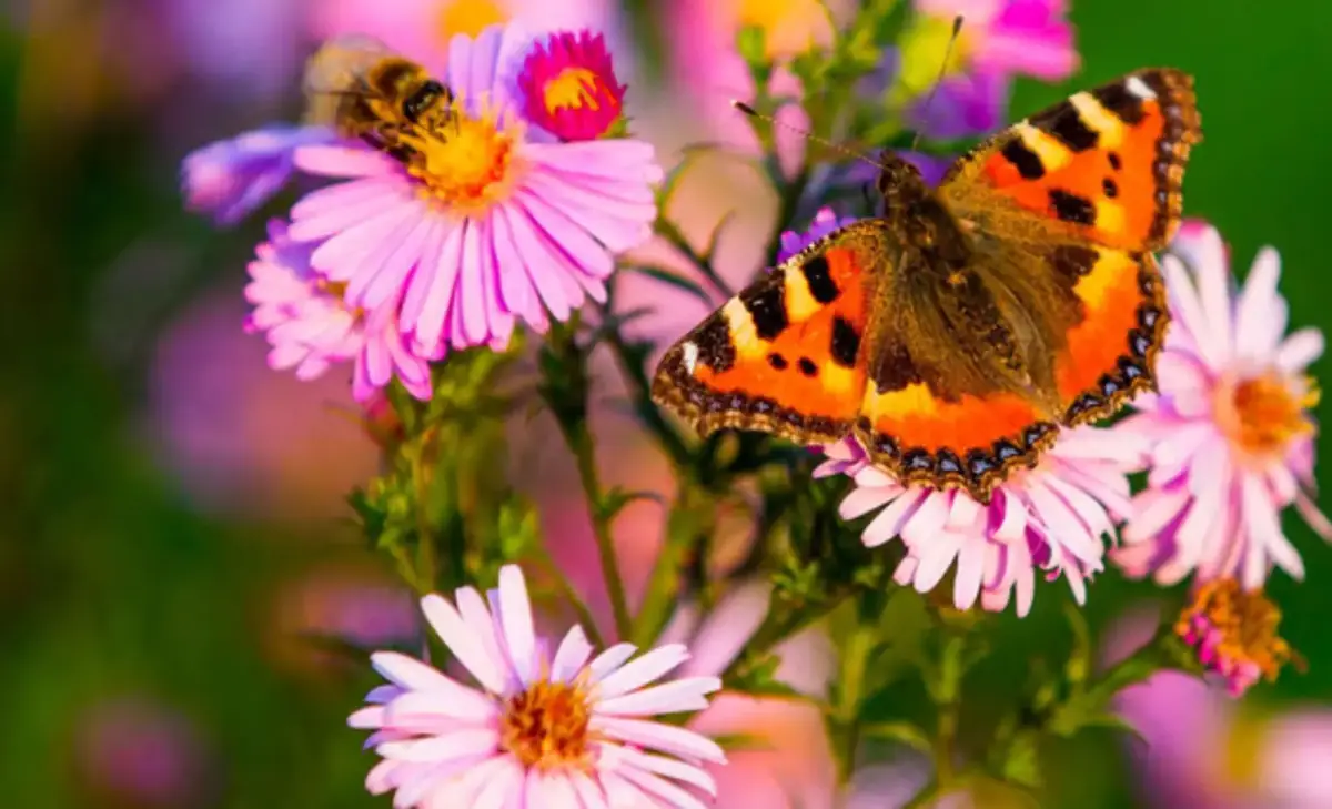 Al via Bioblitz Lombardia 2025: un weekend alla scoperta della biodiversità dal 16 al 18 maggio