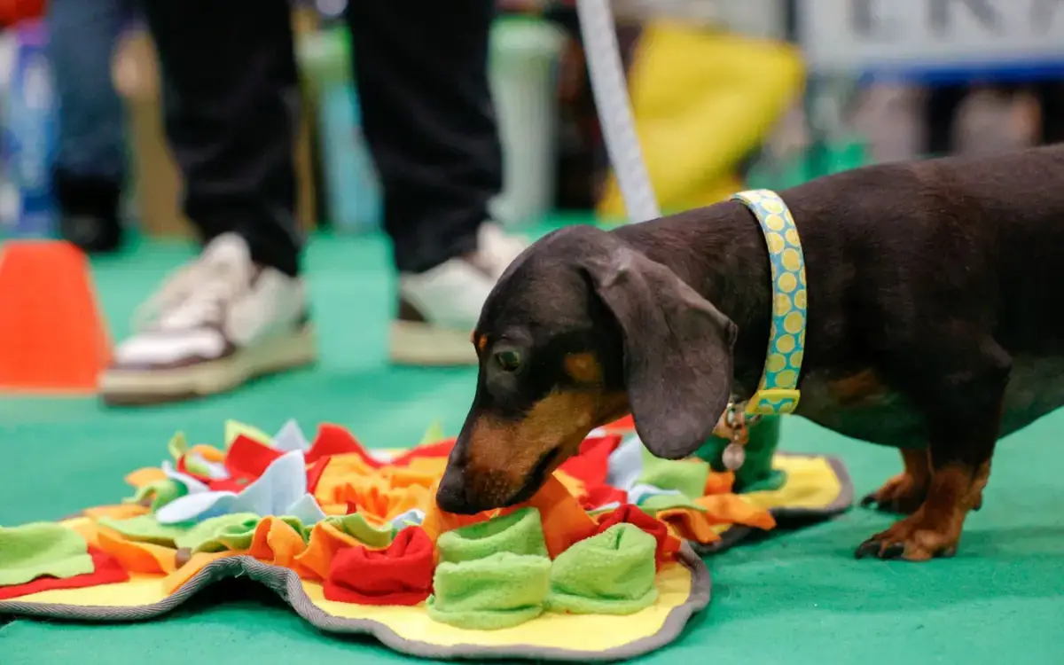 Quattrozampeinfiera torna a Milano: un weekend dedicato a cani, gatti e sostenibilità col riciclo solidale UsatoPet