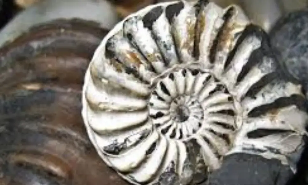 Università Statale di Milano: uno studio sui fossili svela i cambiamenti climatici di 260 milioni di anni fa