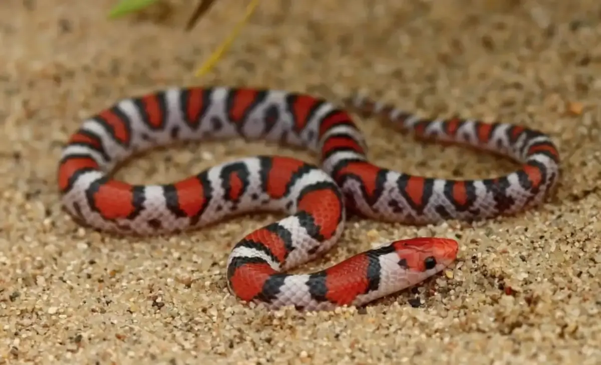 Panico sul Frecciarossa per Milano: evacuati i passeggeri per un serpente in carrozza