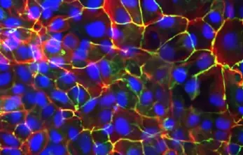 Premio Tales, premiate sei giovani ricercatrici lombarde: le loro foto al microscopio esposte nelle metrò milanesi