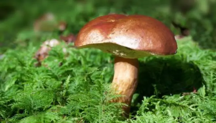 Raccolta funghi, al via i controlli gratuiti di ATS Milano: cinque sedi aperte fino al 27 novembre